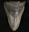 Bargain Megalodon Shark Tooth #7463-1